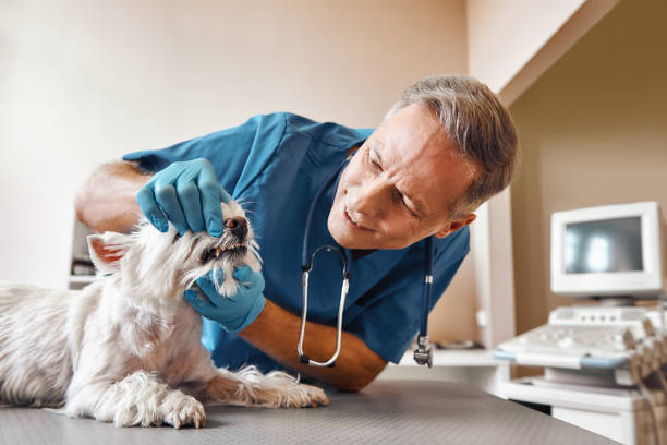 Best Mobile Emergency Dentist in South Run, VA